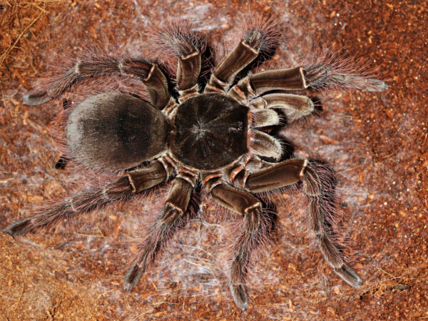 THERAPHOSA BLONDI