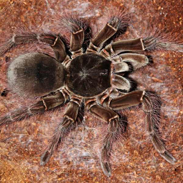 THERAPHOSA BLONDI