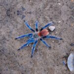 Brazilian Blue Dwarf Tarantula