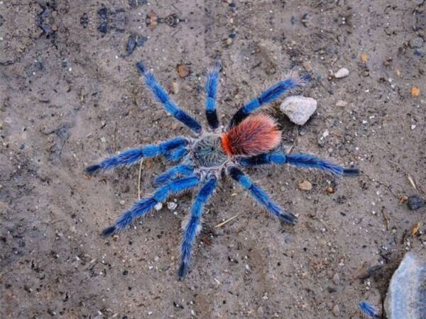 Brazilian Blue Dwarf Tarantula