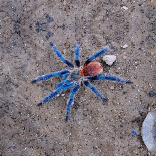 Brazilian Blue Dwarf Tarantula