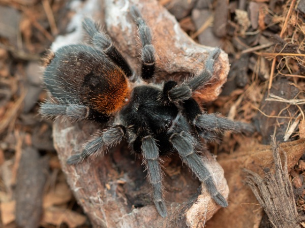 Chilean Dwarf Flame Tarantula