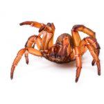 African Trapdoor Spider
