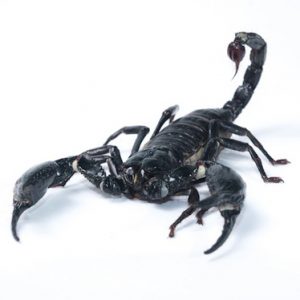 Asian Forest Scorpion