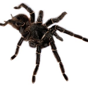 Giant Salmon Tarantula