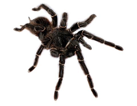 Giant Salmon Tarantula
