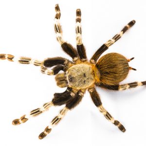 Brazilian Red and White Tarantula