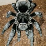 Brazilian Black Tarantula