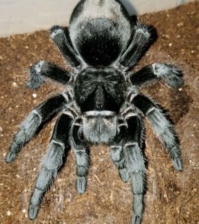 Brazilian Black Tarantula
