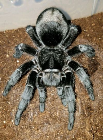 Brazilian Black Tarantula
