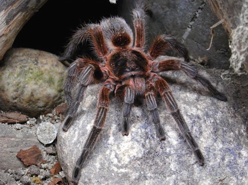 Chilean Copper Tarantula