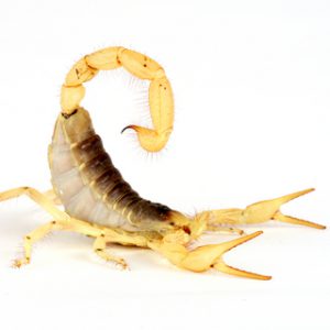 Desert Hairy Scorpion