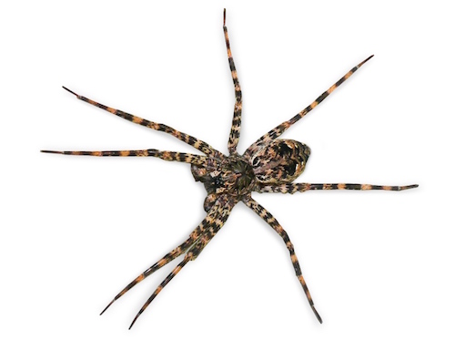 Giant Fishing Spider