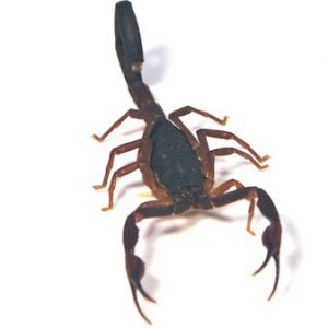 Florida Bark Scorpion