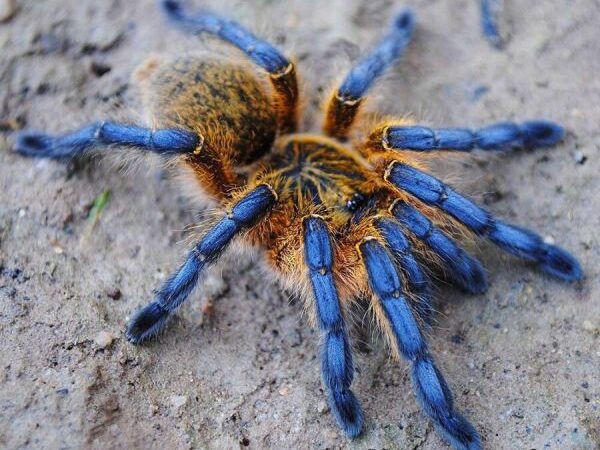 Golden Blue Leg Baboon Tarantula