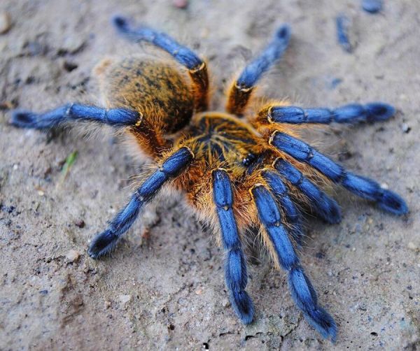 Golden Blue Leg Baboon Tarantula