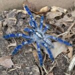 Gooty Sapphire Tarantula