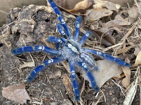 Gooty Sapphire Tarantula