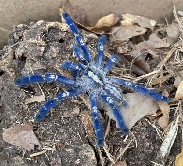 Gooty Sapphire Tarantula