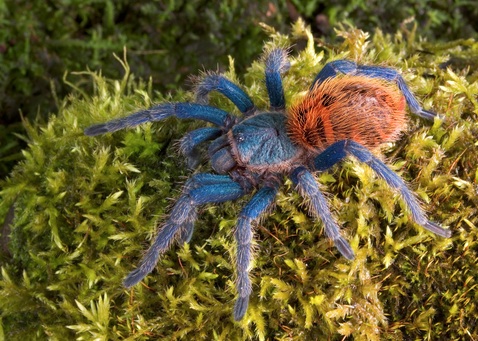 Greenbottle Blue Tarantula