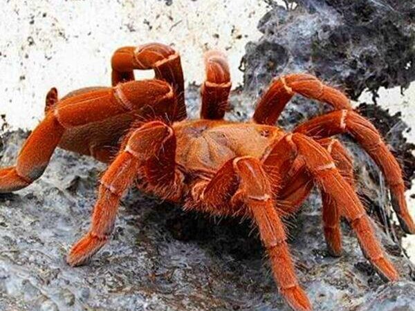 King Baboon Tarantula