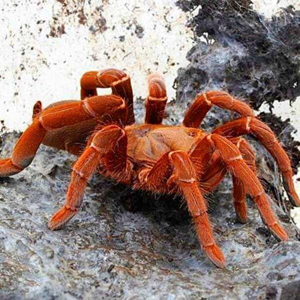 King Baboon Tarantula