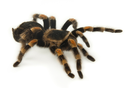 Mexican Redknee Tarantula