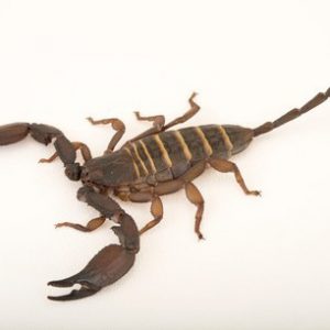 Olive Keeled Flat Rock Scorpion