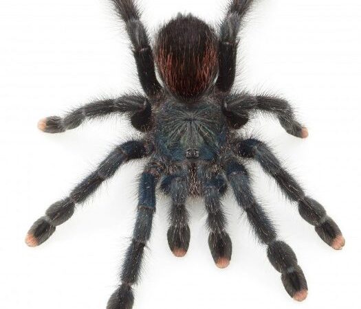 Pink Toe Tarantula