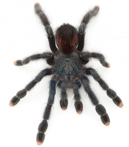 Pink Toe Tarantula