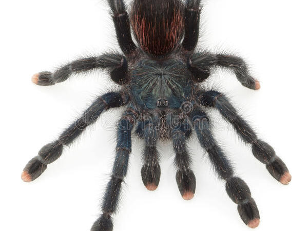 Purple Pink Toe Tarantula