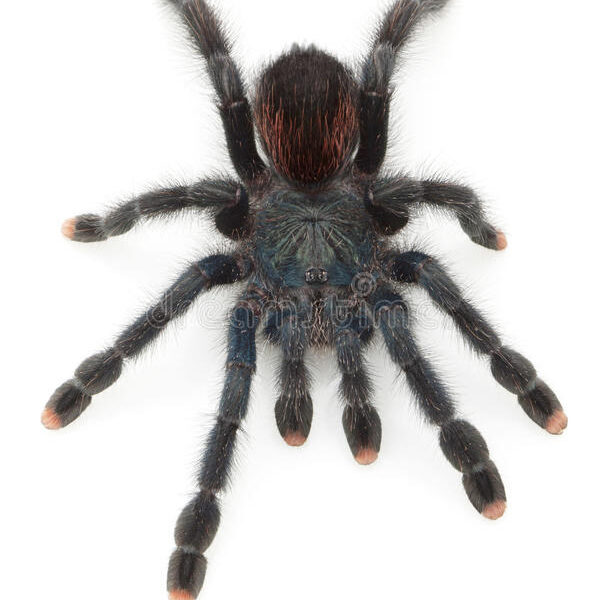 Purple Pink Toe Tarantula