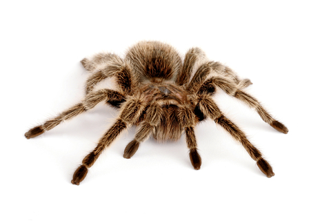 Rose Hair Tarantula