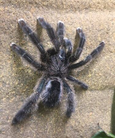 Amazon Sapphire Tarantula