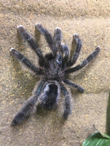 Amazon Sapphire Tarantula