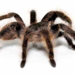 Curlyhair Tarantula