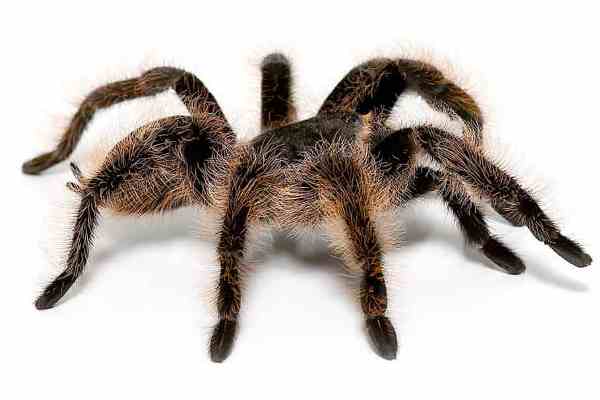 Curlyhair Tarantula