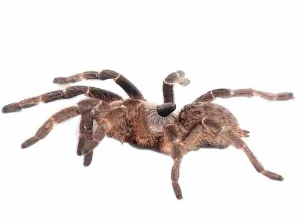 Horned Baboon Tarantula