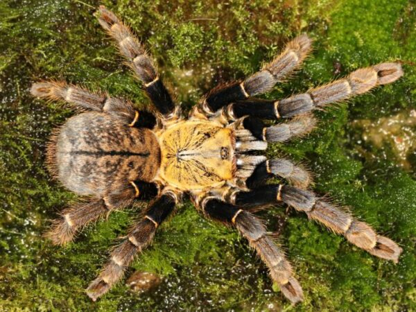 Ornithoctoninae
