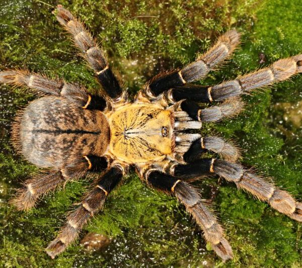 Ornithoctoninae