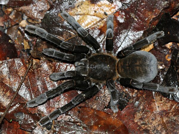 Haplopelma Doriae