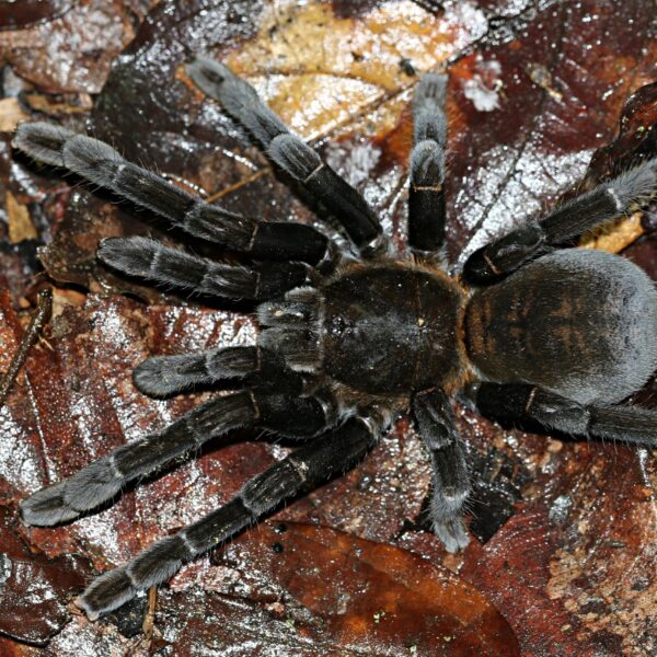 Haplopelma Doriae