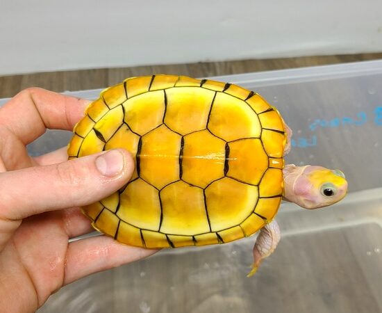caramel pink albino red eared slider