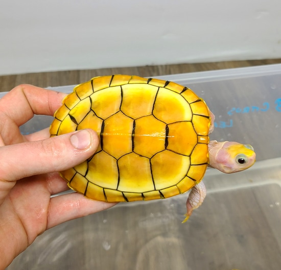 caramel pink albino red eared slider