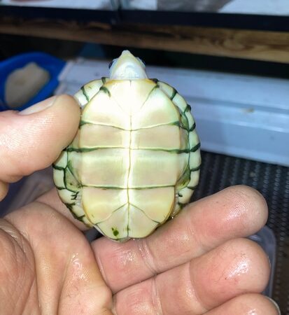 Caramel Albino Red Eared