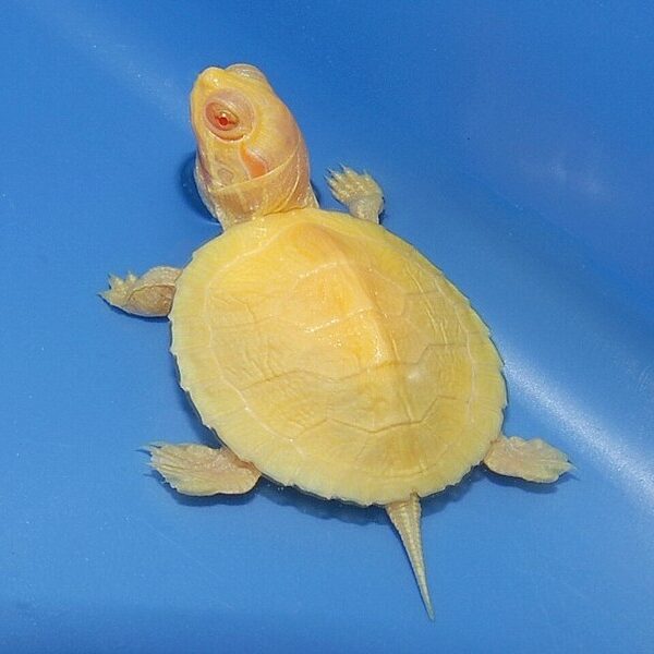 Albino Red Eared