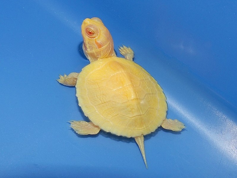 Albino Red Eared