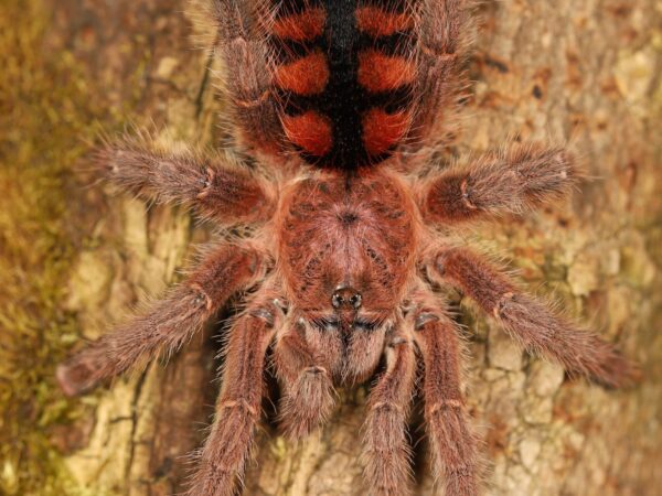 Avicularia minatrix