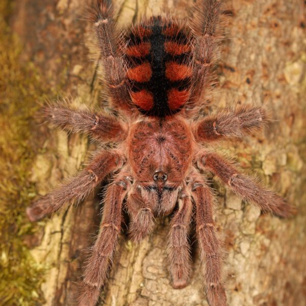 Avicularia minatrix