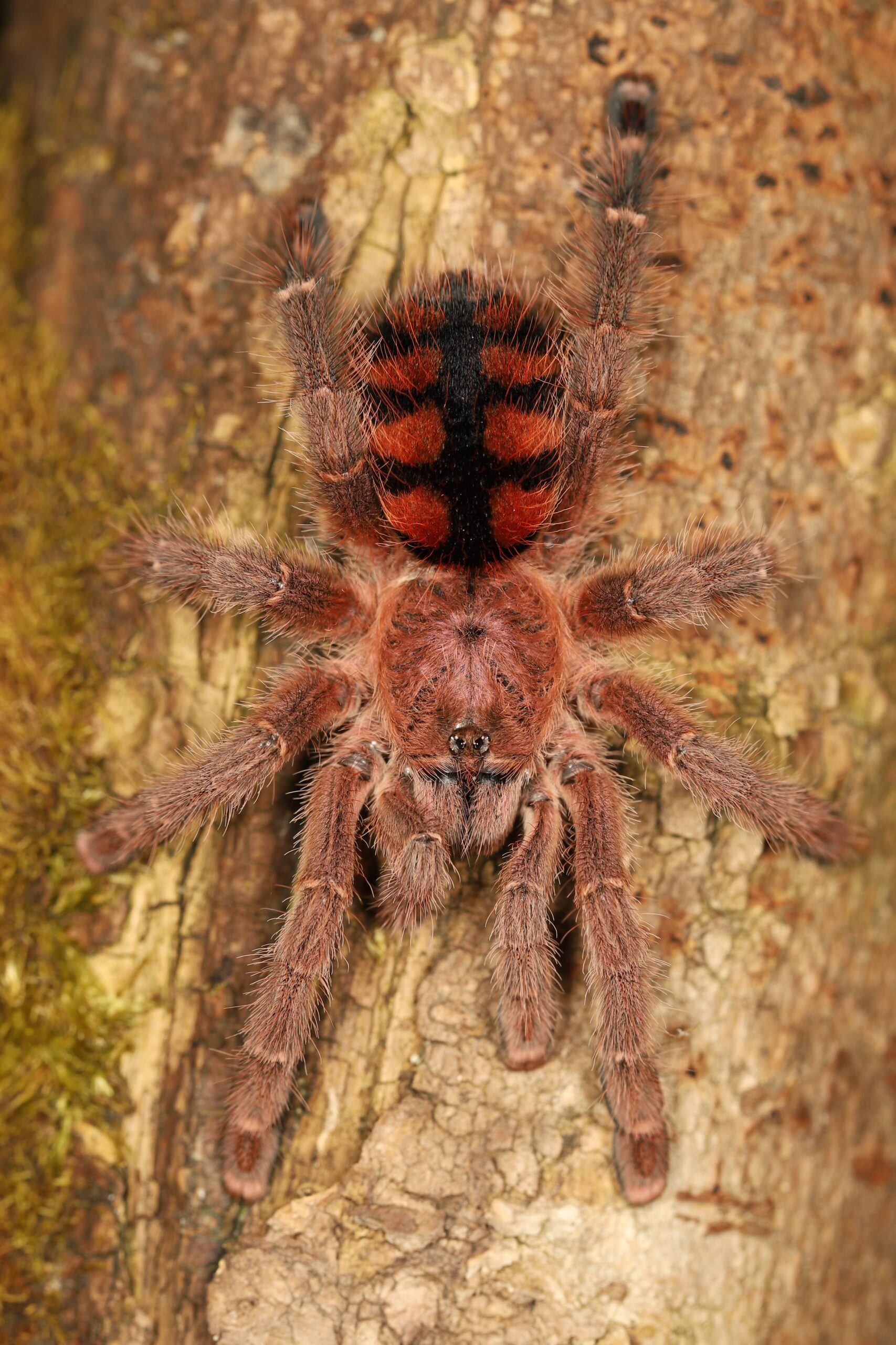 Avicularia minatrix